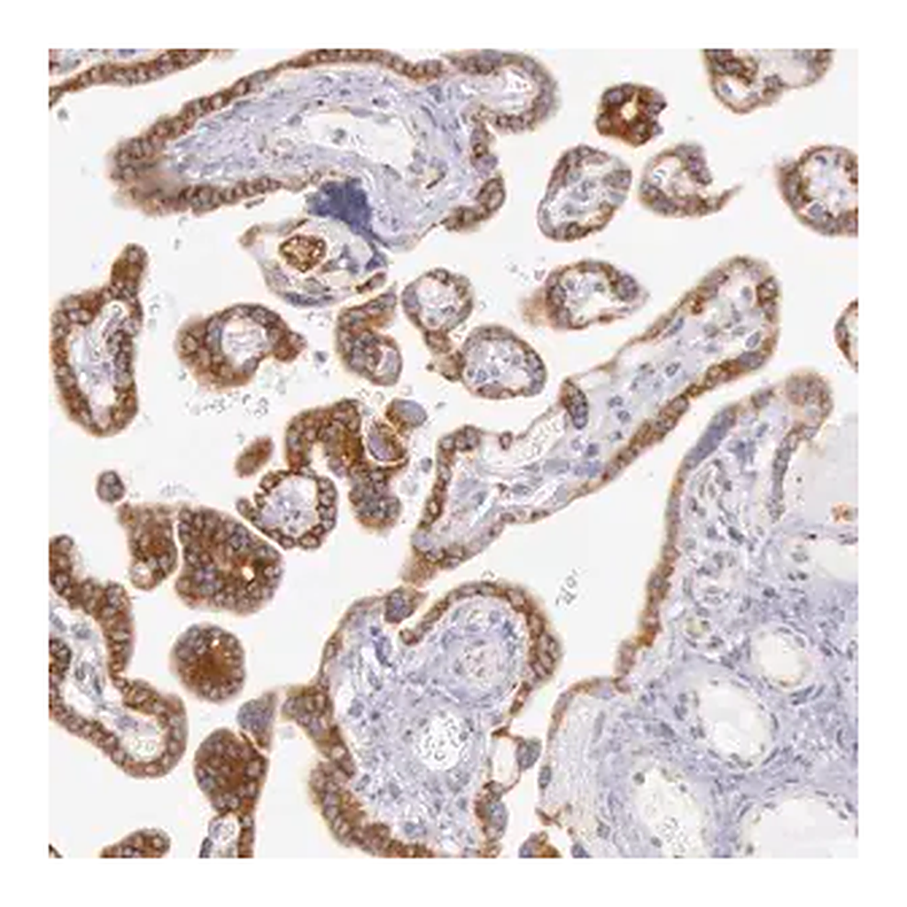 Merck Anti-CIDEB antibody produced in rabbit
