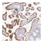 Merck Anti-CIDEB antibody produced in rabbit