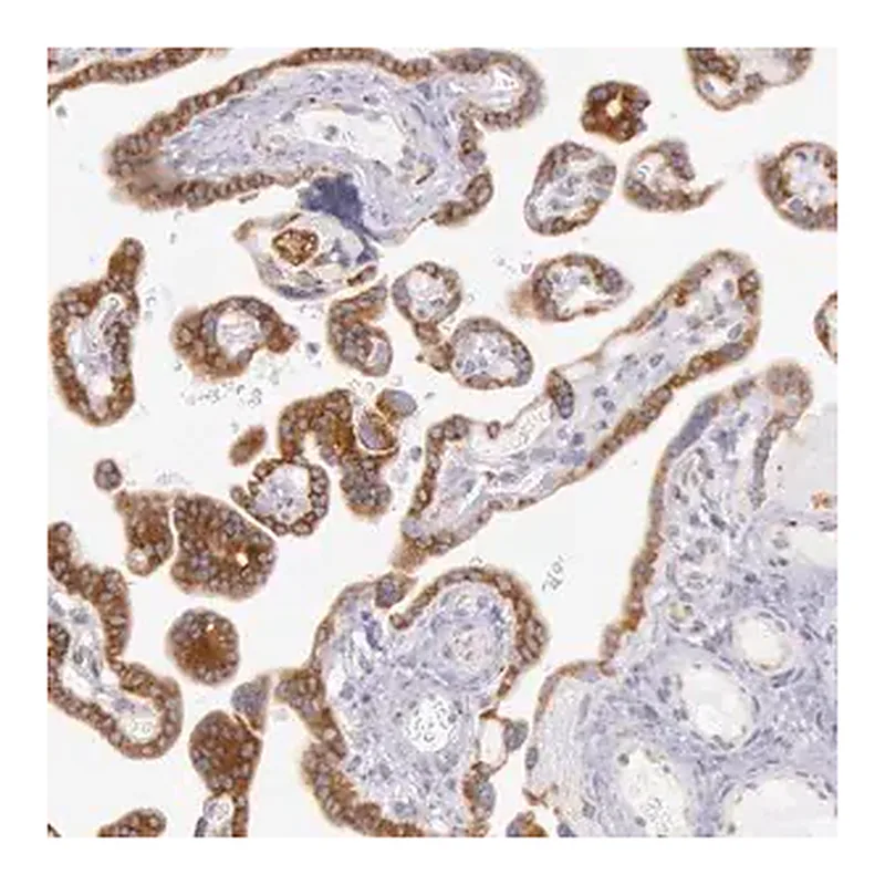 Merck Anti-CIDEB antibody produced in rabbit