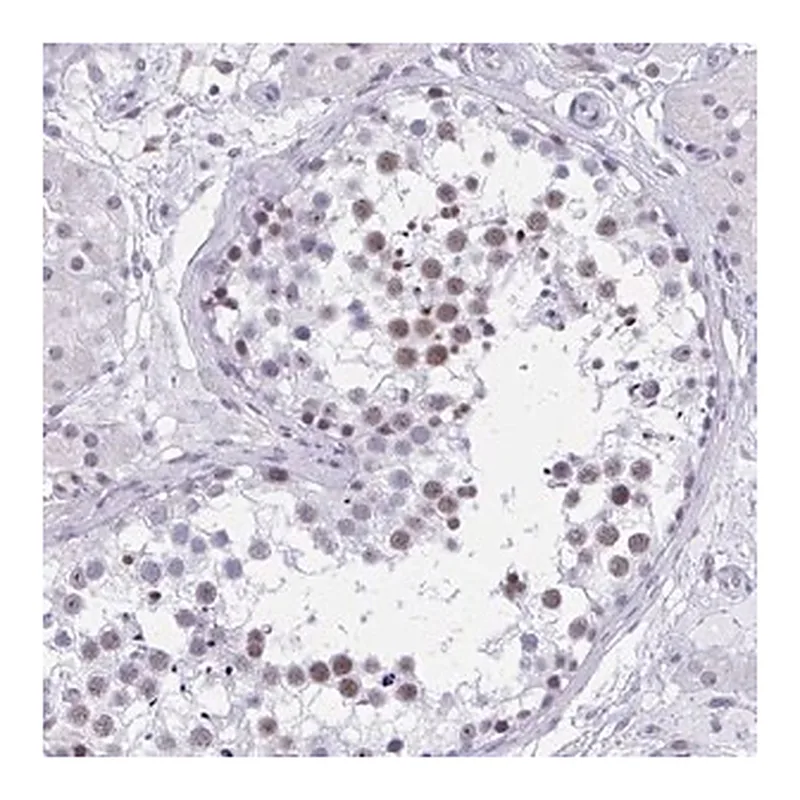 Merck Anti-CCDC105 antibody produced in rabbit