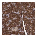 Merck Anti-RGS11 antibody produced in rabbit
