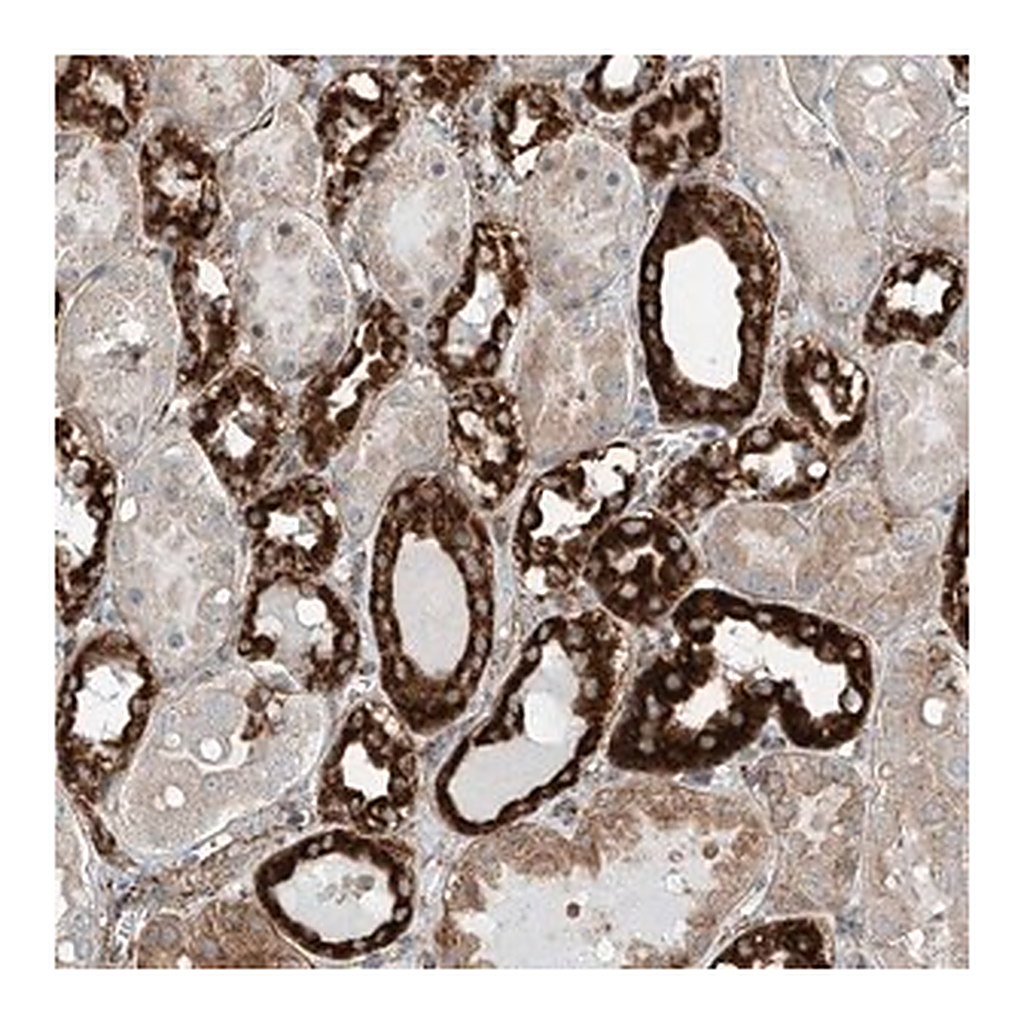 Merck Anti-ABCC11 antibody produced in rabbit