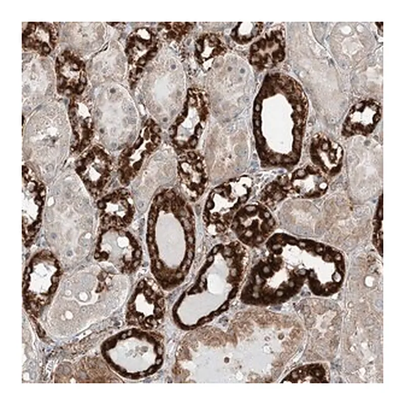Merck Anti-ABCC11 antibody produced in rabbit