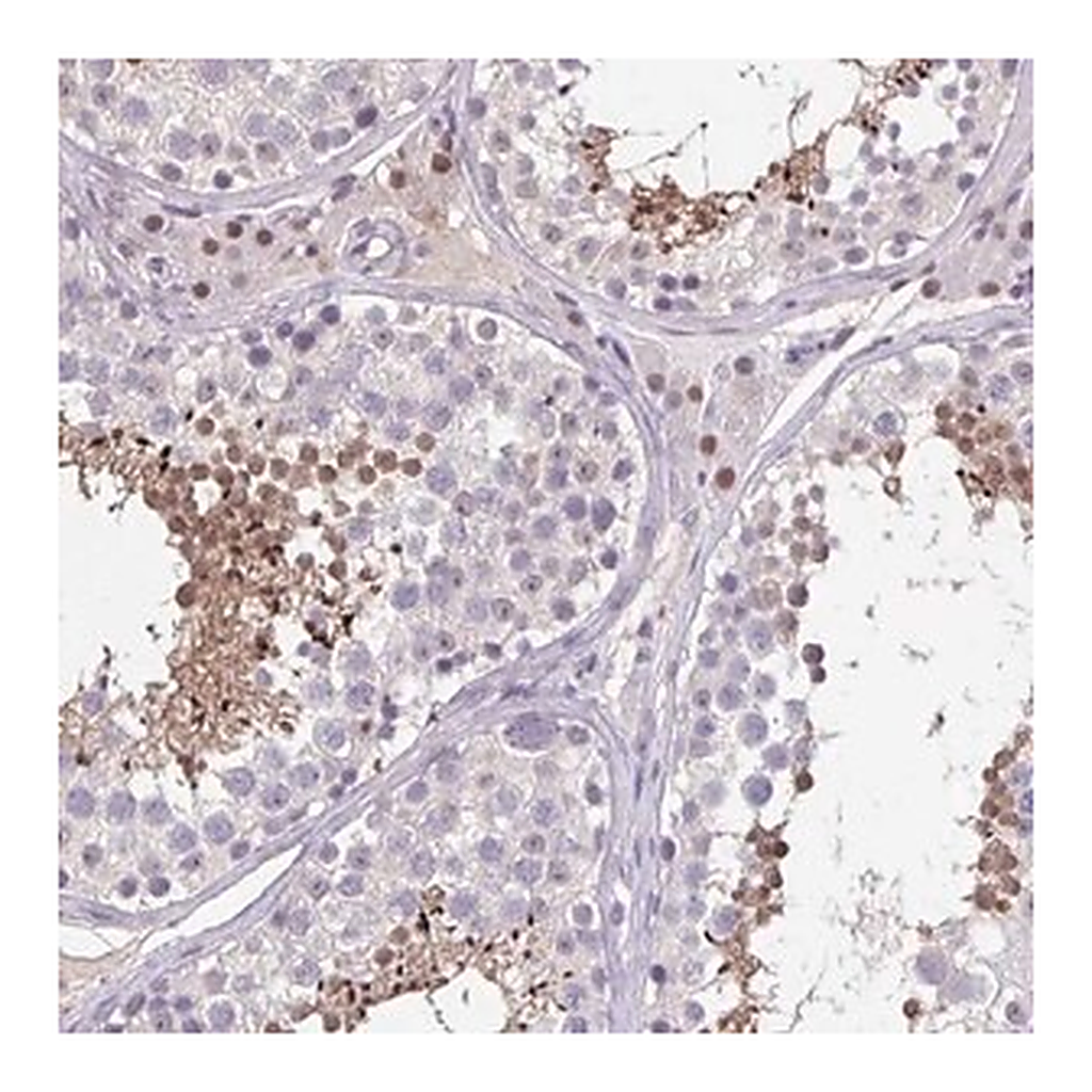 Merck Anti-ACTRT3 antibody produced in rabbit