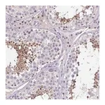Merck Anti-ACTRT3 antibody produced in rabbit