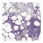 Merck Anti-KLRD1 antibody produced in rabbit