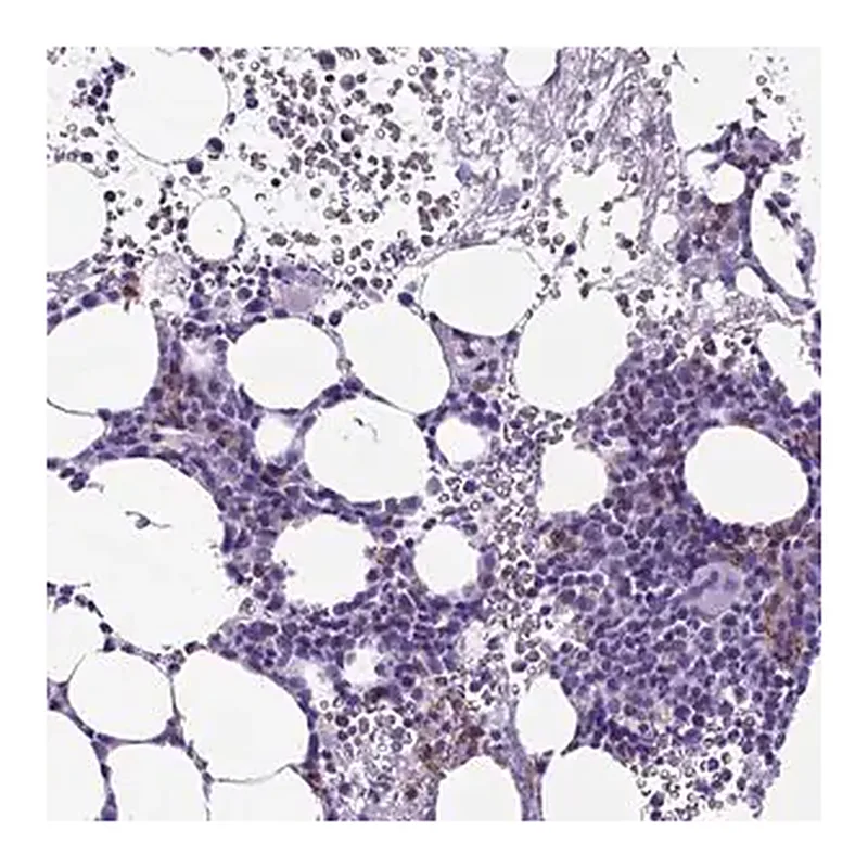 Merck Anti-KLRD1 antibody produced in rabbit