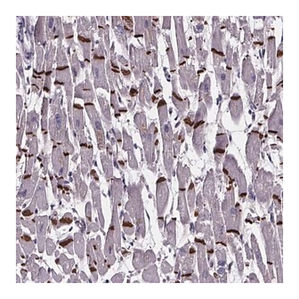 Merck Anti-RD3L antibody produced in rabbit