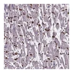 Merck Anti-RD3L antibody produced in rabbit