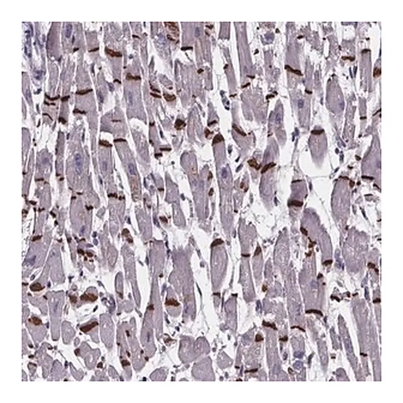 Merck Anti-RD3L antibody produced in rabbit