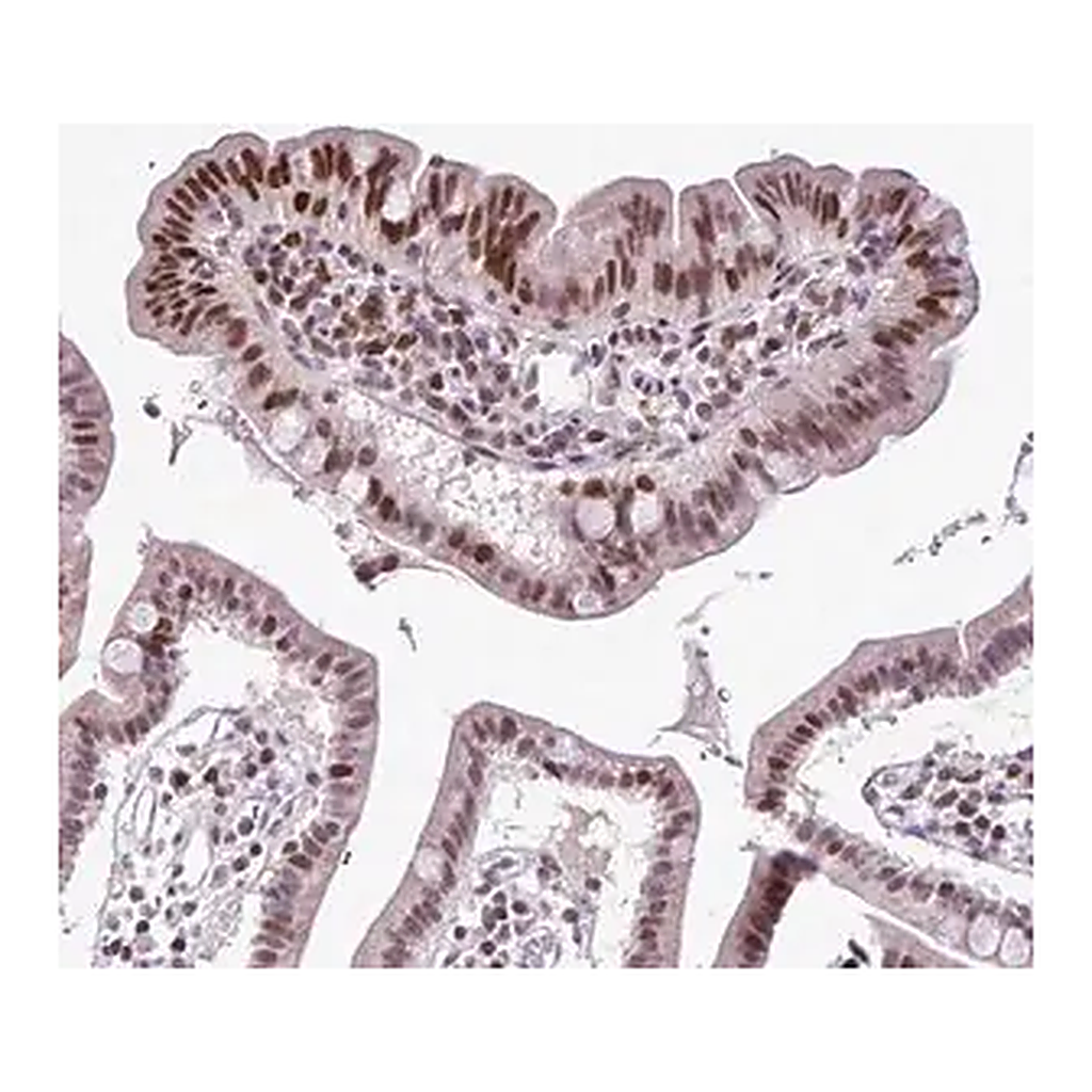 Merck Anti-IRF1 antibody produced in rabbit