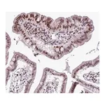 Merck Anti-IRF1 antibody produced in rabbit