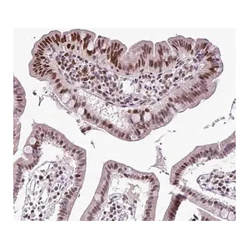 Merck Anti-IRF1 antibody produced in rabbit