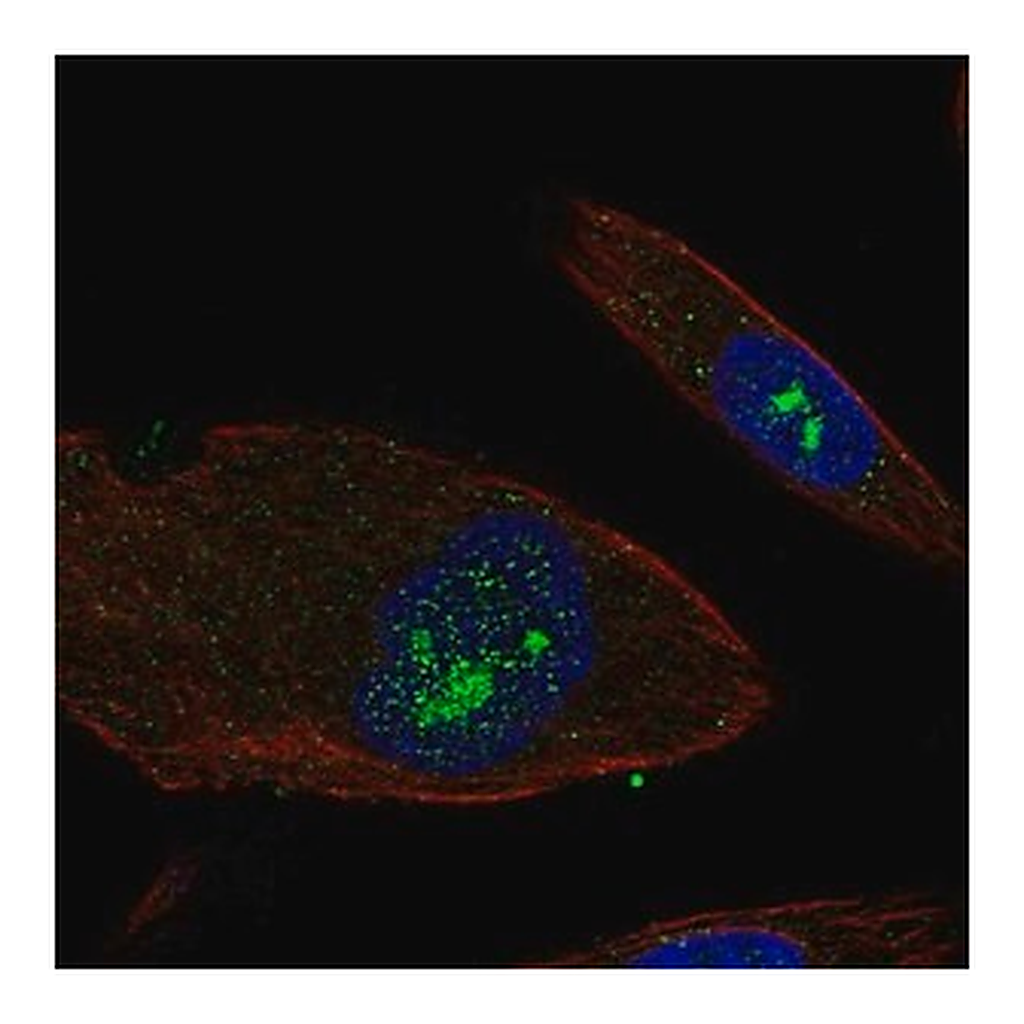 Merck Anti-EFHB antibody produced in rabbit