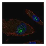 Merck Anti-EFHB antibody produced in rabbit