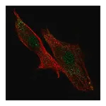 Merck Anti-LRRC32 antibody produced in rabbit