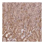 Merck Anti-ELOA3 antibody produced in rabbit