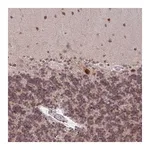 Merck Anti-BRD3 antibody produced in rabbit