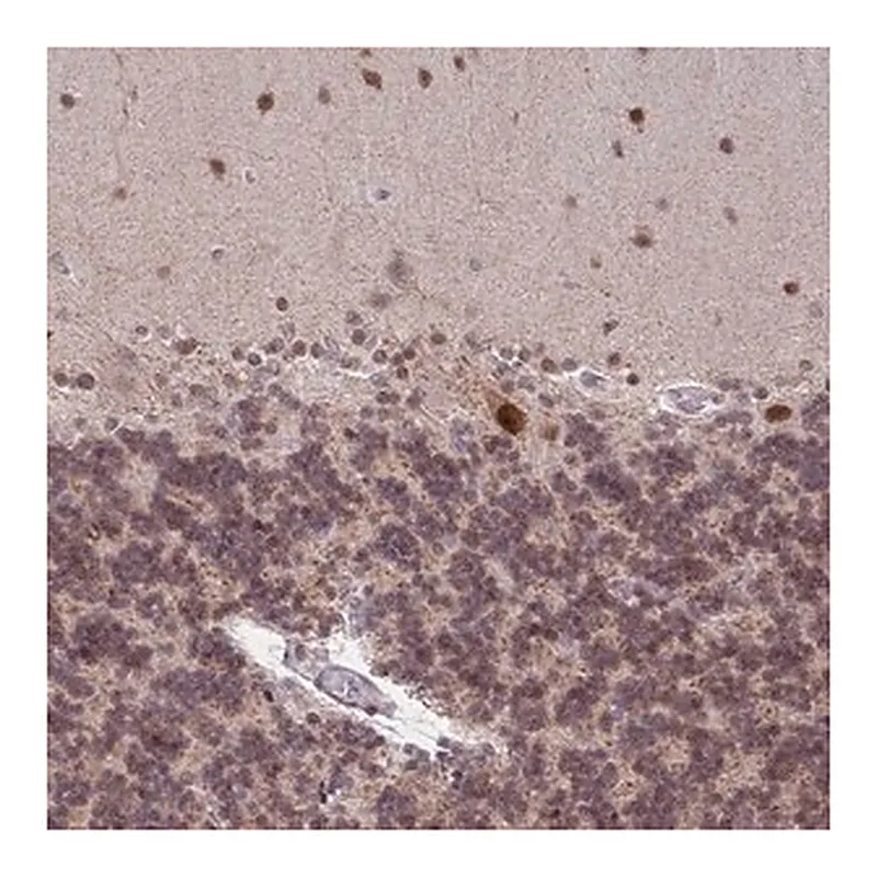Merck Anti-BRD3 antibody produced in rabbit