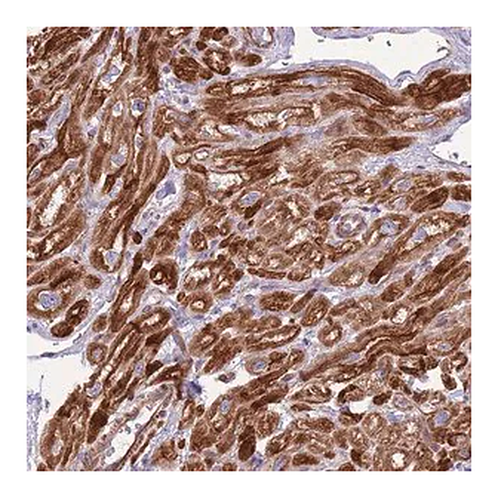 Merck Anti-GAS2L3 antibody produced in rabbit