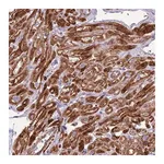 Merck Anti-GAS2L3 antibody produced in rabbit