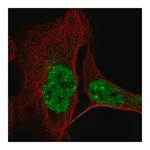 Merck Anti-CCDC188 antibody produced in rabbit