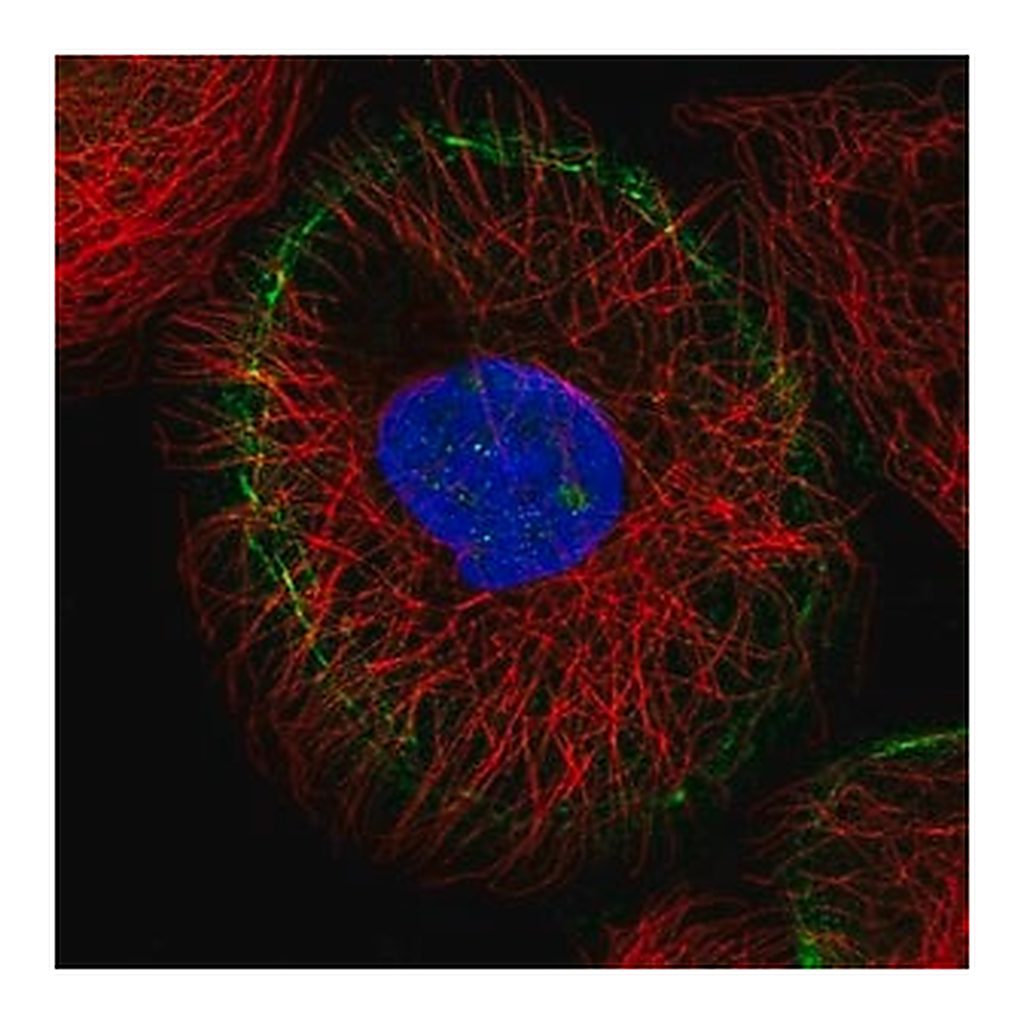 Merck Anti-LMO7 antibody produced in rabbit