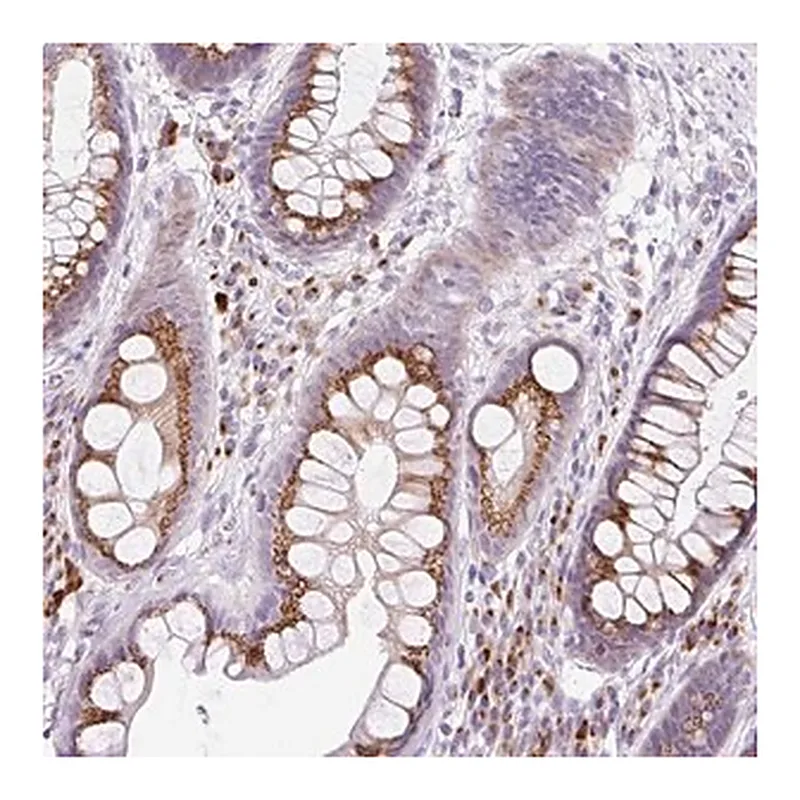Merck Anti-GOLGA8A antibody produced in rabbit