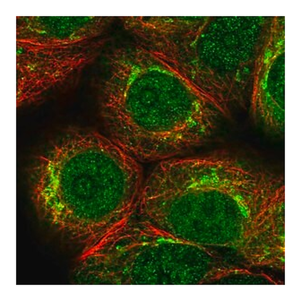 Merck Anti-PKMYT1 antibody produced in rabbit
