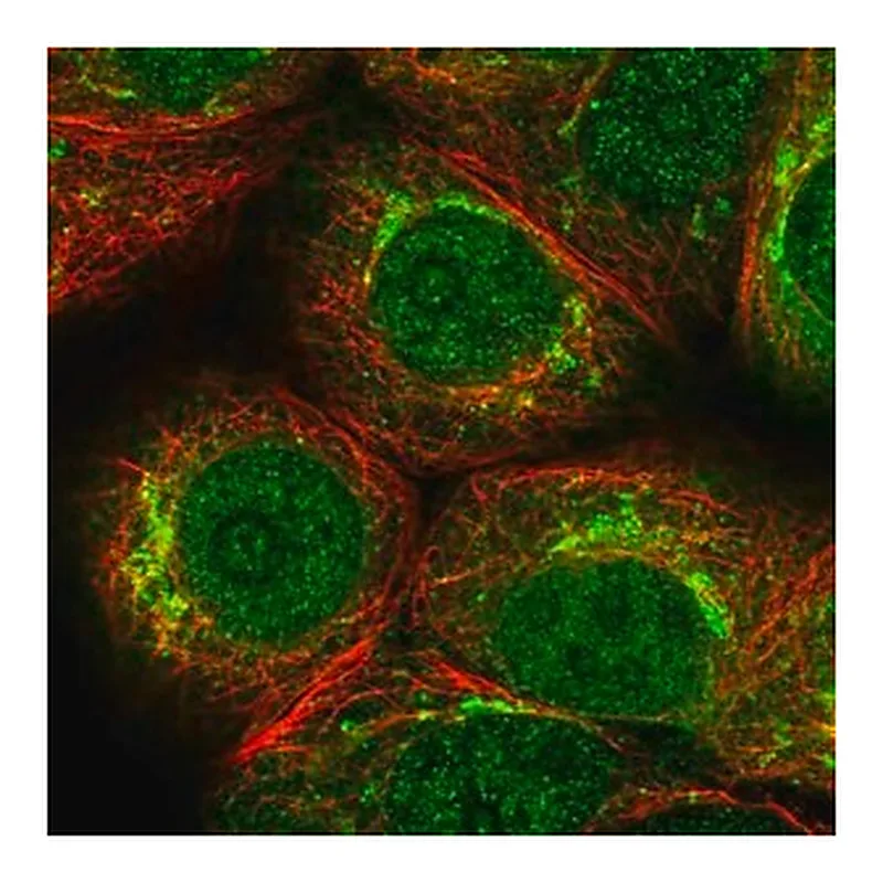 Merck Anti-PKMYT1 antibody produced in rabbit