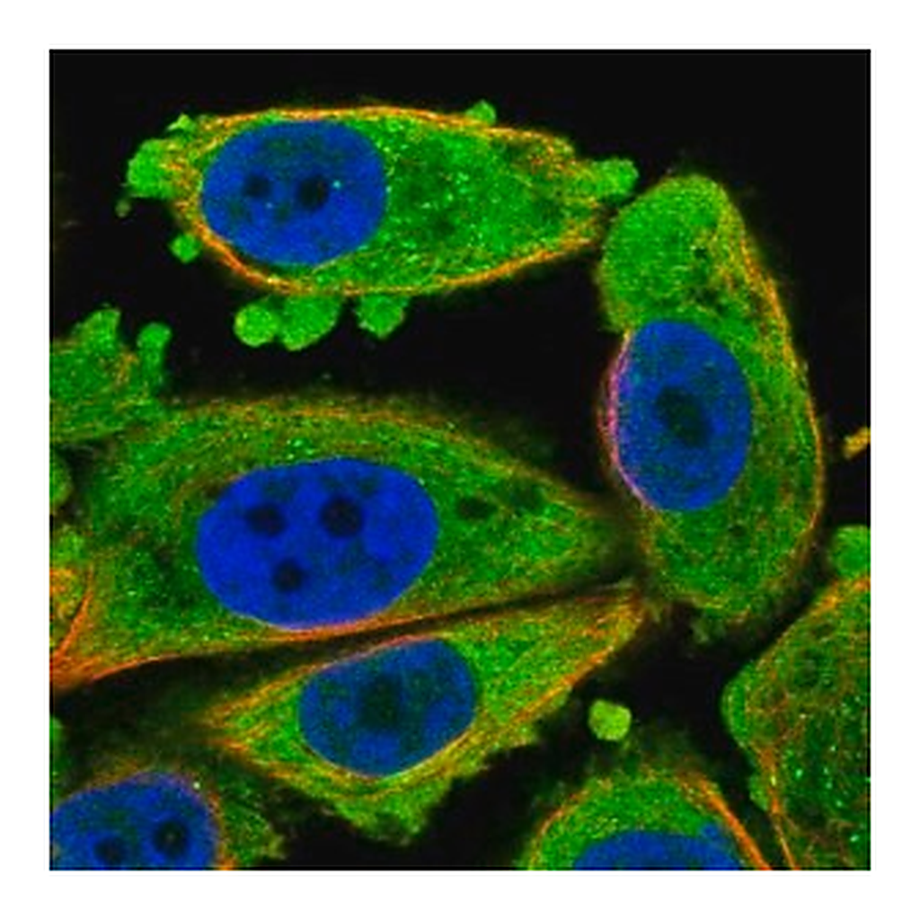Merck Anti-CDKN3 antibody produced in rabbit