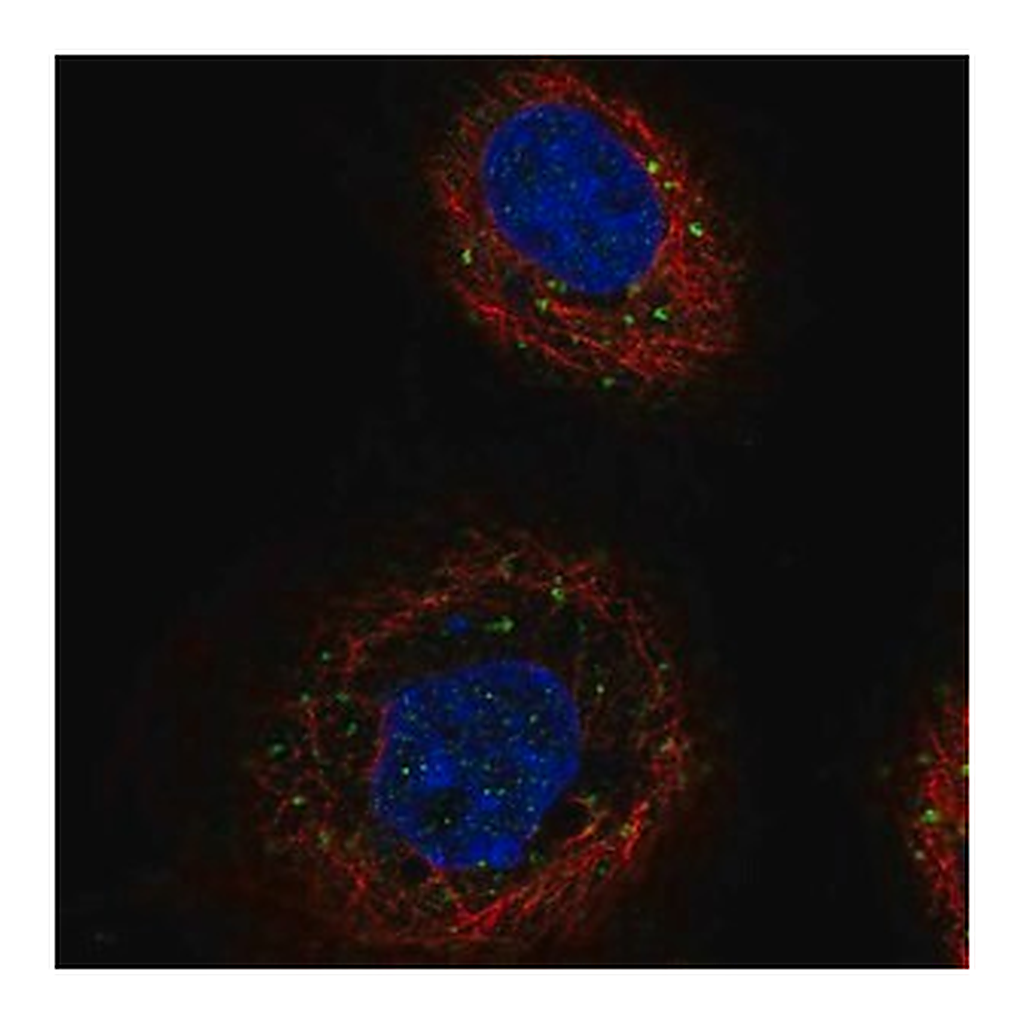 Merck Anti-TGFBRAP1 antibody produced in rabbit
