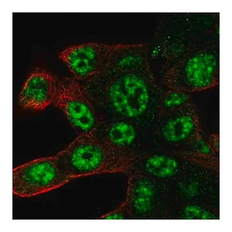 Merck Anti-POLR2D antibody produced in rabbit