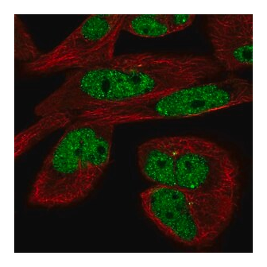 Merck Anti-EYA3 antibody produced in rabbit