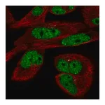 Merck Anti-EYA3 antibody produced in rabbit