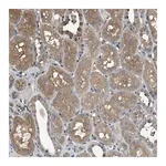 Merck Anti-ARHGDIA antibody produced in rabbit