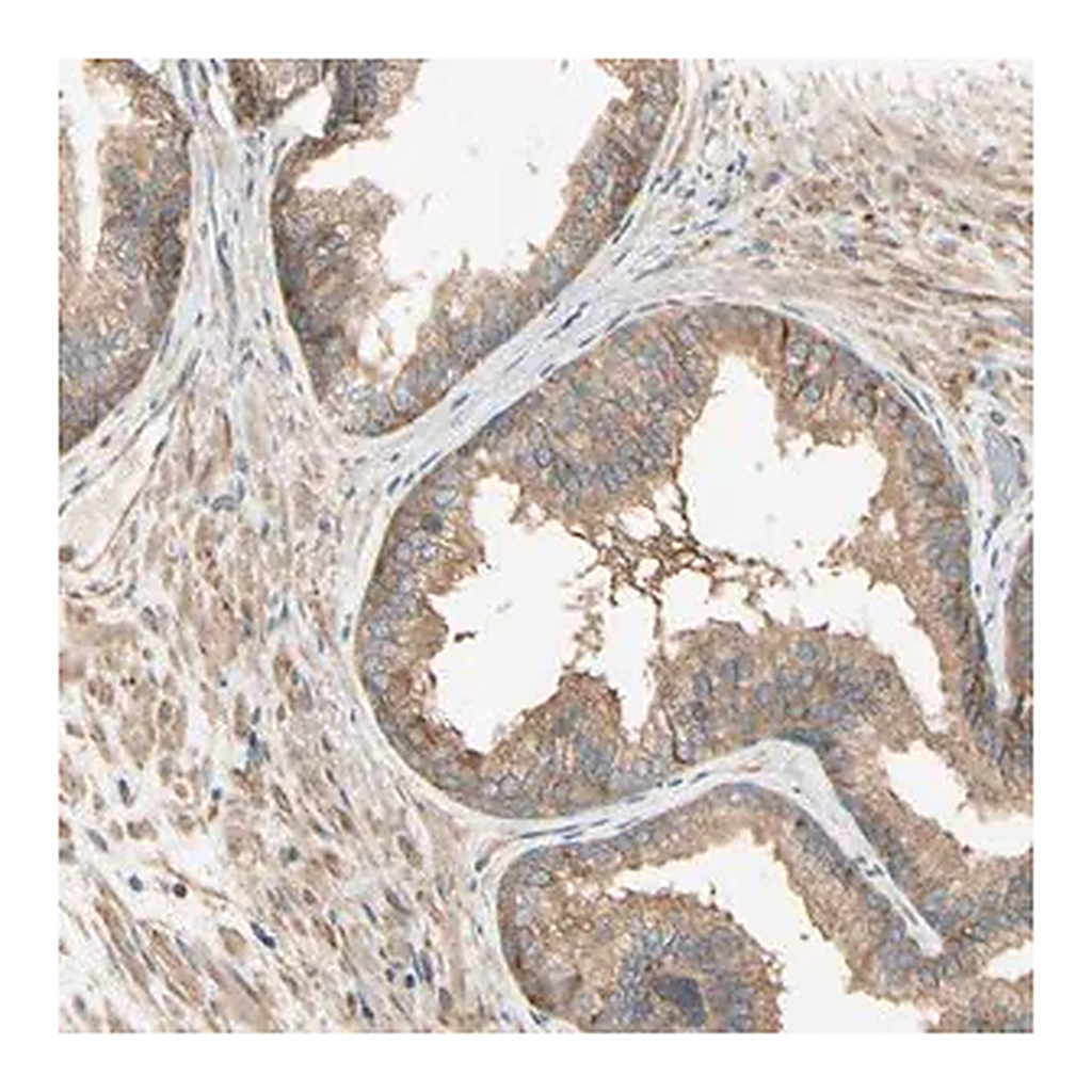 Merck Anti-MRVI1 antibody produced in rabbit