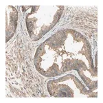 Merck Anti-MRVI1 antibody produced in rabbit
