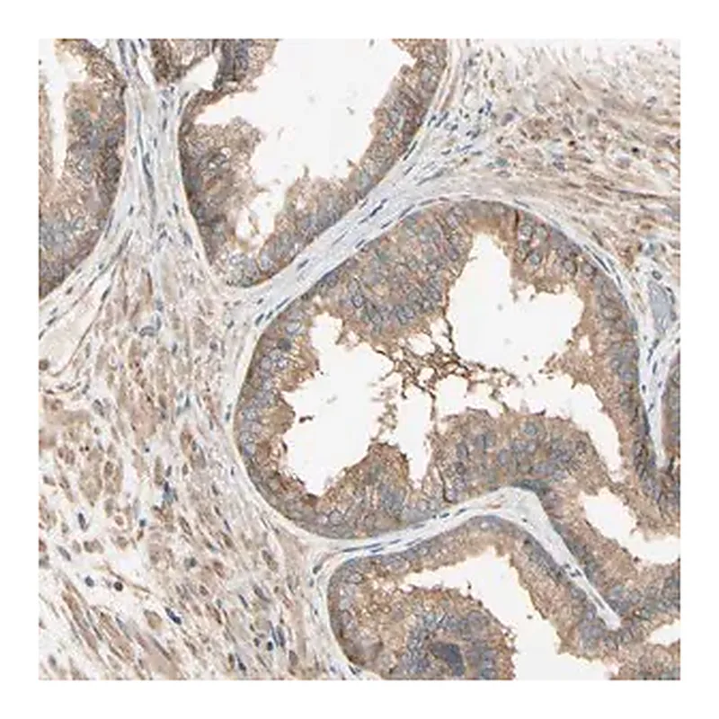Merck Anti-MRVI1 antibody produced in rabbit