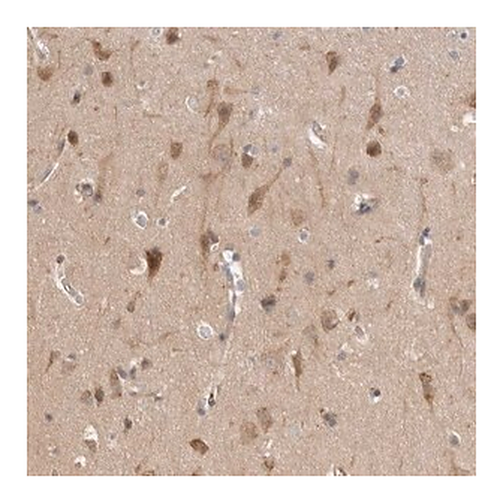 Merck Anti-CDC42BPB antibody produced in rabbit