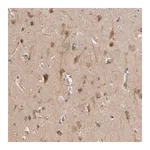Merck Anti-CDC42BPB antibody produced in rabbit