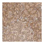 Merck Anti-EPS8 antibody produced in rabbit