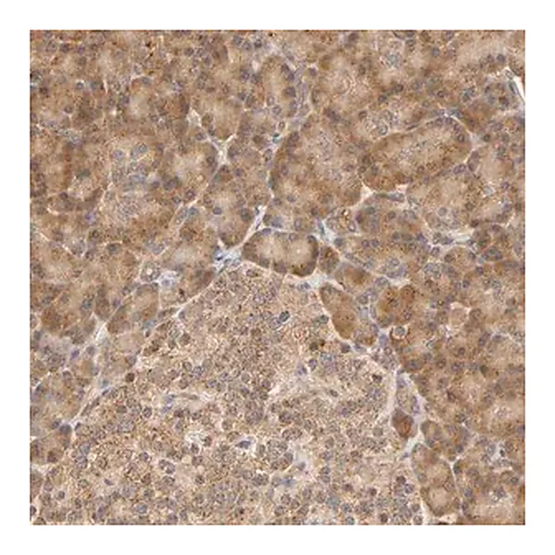 Merck Anti-EPS8 antibody produced in rabbit