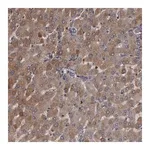 Merck Anti-SERPINA7 antibody produced in rabbit