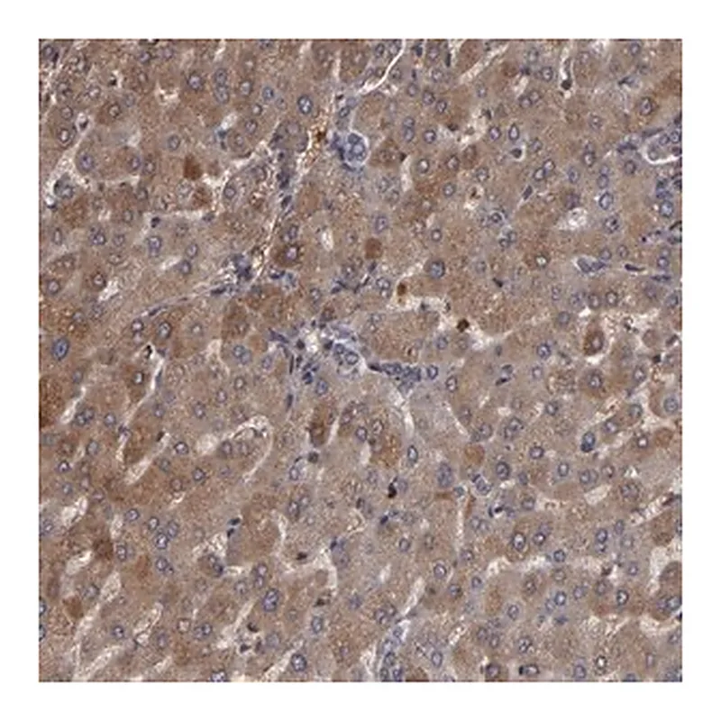 Merck Anti-SERPINA7 antibody produced in rabbit