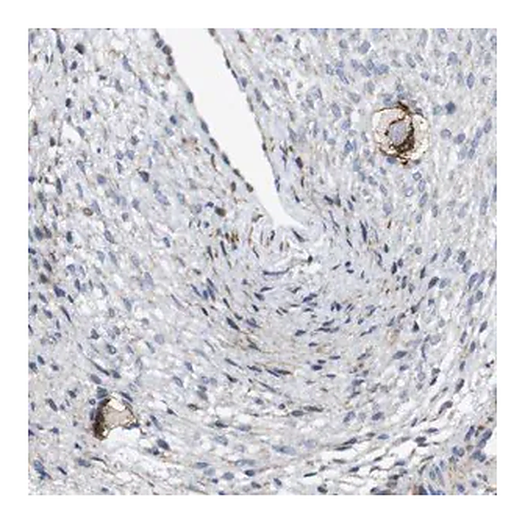 Merck Anti-ZP2 antibody produced in rabbit