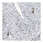 Merck Anti-ZP2 antibody produced in rabbit