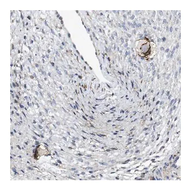 Merck Anti-ZP2 antibody produced in rabbit