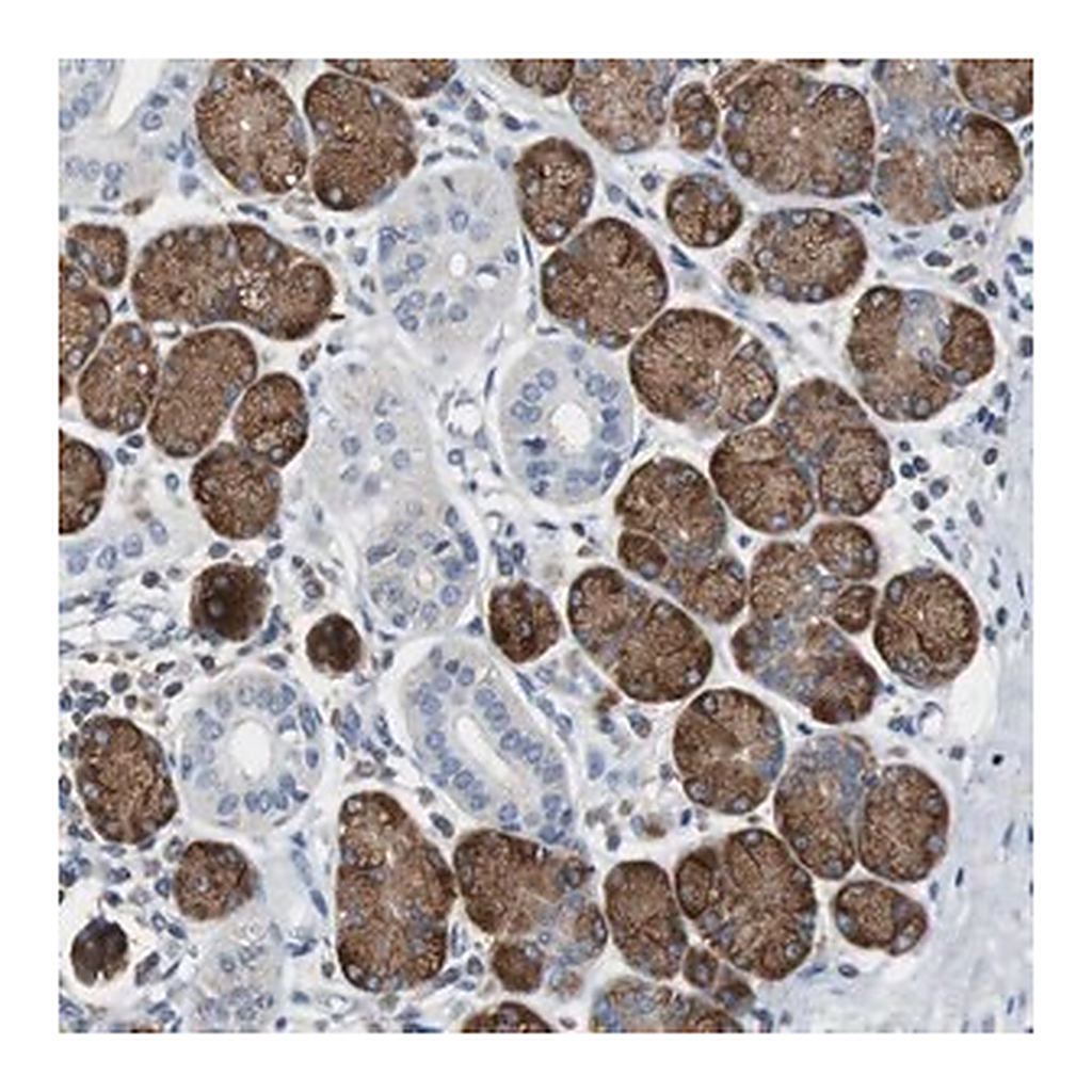 Merck Anti-TSC22D4 antibody produced in rabbit