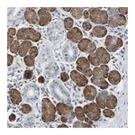 Merck Anti-TSC22D4 antibody produced in rabbit